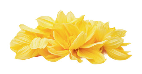 Vibrant yellow flower petals arranged gracefully for decorative purposes in springtime arrangements, cut out