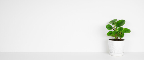 Baby Rubber plant in a white pot. Side view on white shelf against a white wall. Banner with copy...