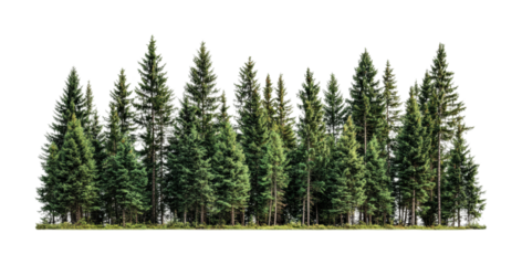 Lush green coniferous forest showcasing diverse tree species in natural habitat for design and decoration use, cut out