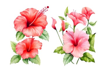 Set of Hibiscus flSet of Hibiscus flower. Collection set of Red hibiscus flowers isolated on transparent background. ower. 