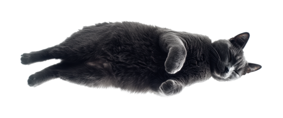 Sleepy gray cat lying comfortably on its back, showcasing a relaxed and playful pose for pet lovers and animal enthusiasts, cut out