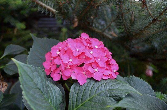 Pink Hydrangea Flower in Garden. A close-up of a beautiful pink hydrangea flower in full bloom, surrounded by lush green leaves.