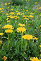 Dandelion (Taraxacum officinale) grows in nature in spring