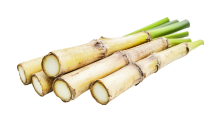 Fresh sugarcane stalks ready for juicing or culinary use in tropical recipes and beverages, cut out