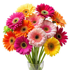 colorful gerber flowers