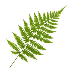 Fern leaf