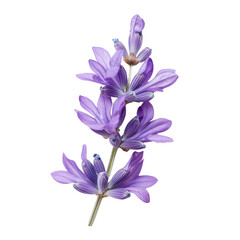 Obraz premium Lavender flower with delicate petals