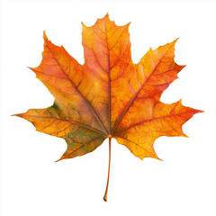 Obraz premium Maple leaf in vibrant autumn colors