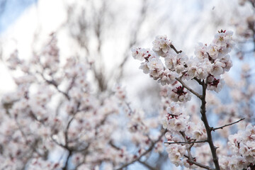 春のきれいな満開の桜
