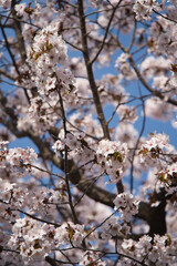 春のきれいな満開の桜