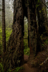 Trail Passes Through Tall Narrow Tunnel Through Redwood Tree Trunk