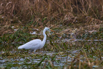 Obraz premium Grea White Egret on the hunt