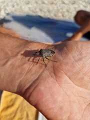 Stink bug resting on a human hand