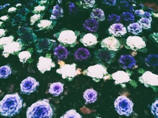 blur photo of Purple Cabbage Garden, vintage themes