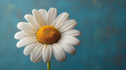 Closeup of trendy neo mint colored daisy flower with white center on green background with empty space. Year color trend concept, toned image, copy space.