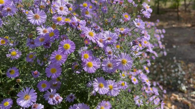 Lilac asters bloom in the autumn garden