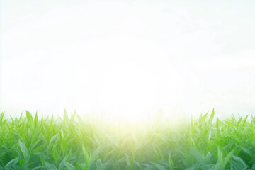 Obraz premium A clean bright background with the glare of sunlight providing copy space with fresh grass on the bottom.