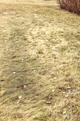 dry grass. natural light. dry vegetation in front of the apartment. cleaning the territory.