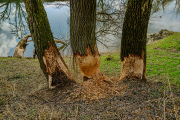 Wandern am Bogener Donau-Altarm an einem frühlingshaften Märztag