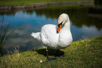 Obraz premium White swan standing on the grass near a lake