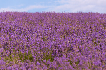 The lavender field under the cloudy sky