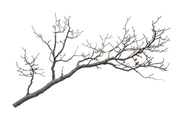 Dry branch with intricate twigs and minimal leaves suitable for decorative purposes or nature-themed design, cut out