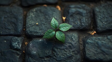 A Resilient Plant Thriving in Urban Cobblestones: Nature's Tenacity Amidst Concrete