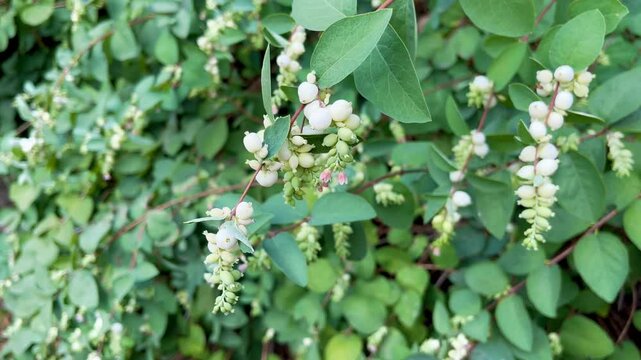 Snow berries fruits (Symphoricarpos albus)	