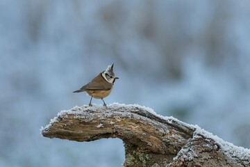 Bearded Tit on the branch