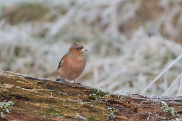 Chaffinch on the branch