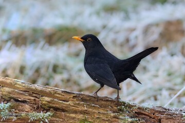 Common Blackbird on the branch