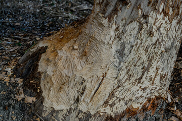 Wandern am Bogener Donau-Altarm an einem frühlingshaften Märztag