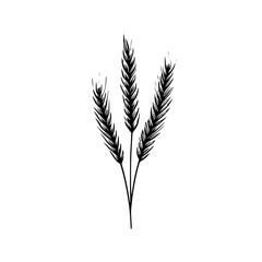 Vector engraved illustration of wheat ears for agricultural product design and branding