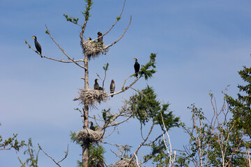 Many great cormorant nests in the trees