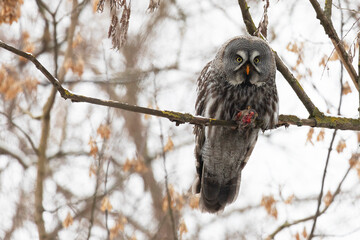 Great gray owl sitting on a tree branch with a caught mouse