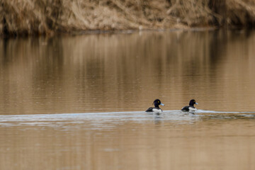 Wandern am Bogener Donau-Altarm an einem frühlingshaften Märztag