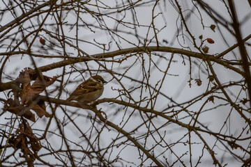 Wandern am Bogener Donau-Altarm an einem frühlingshaften Märztag