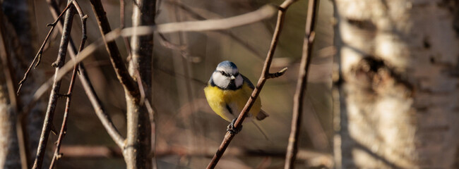 great tit parus major