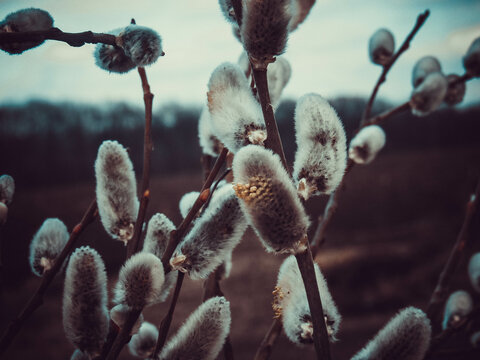 pussy willow catkins