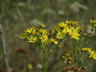 yellow flowers in the garden