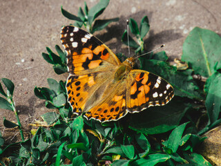 butterfly on flower