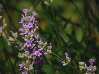 bee on lavender
