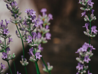 lavender flowers in the garden