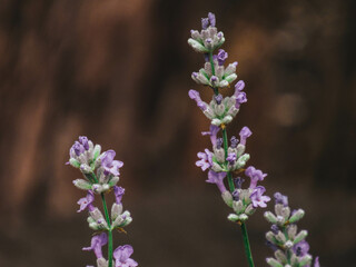 Obraz premium purple lilac flowers