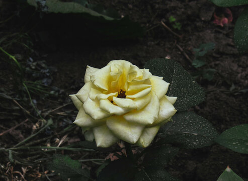 yellow rose in the garden