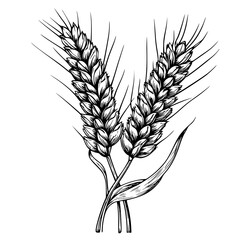 Vector engraved illustration of wheat ears ideal for product design applications and agricultural themes