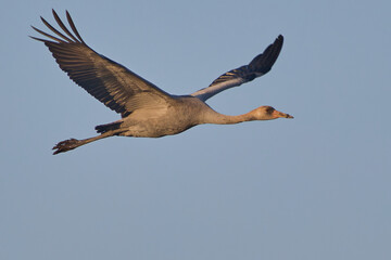 Common Crane in its full beauty and elegance
