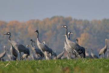 Common Crane in its full beauty and elegance
