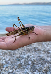 Large grasshopper resting on a child's hand by the sea