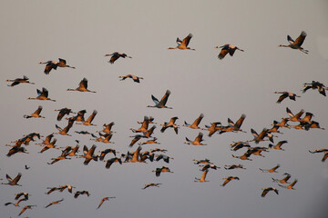 Common Crane in its full beauty and elegance
